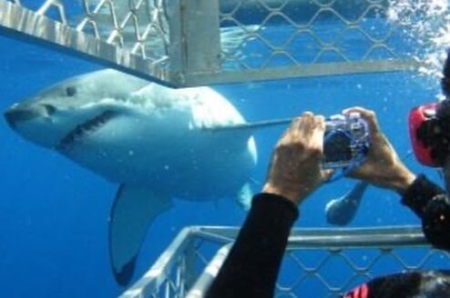 SHARK CONSERVATION volunteer observing a great white shark